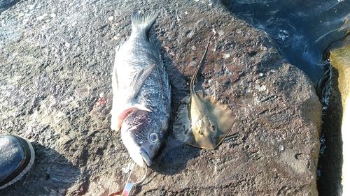 エイの釣果