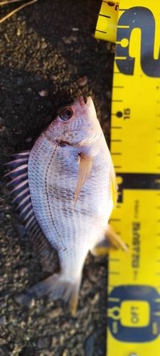 キビレの釣果