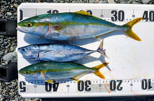イナダの釣果