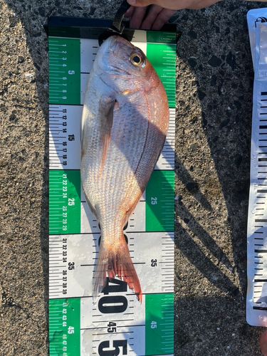 マダイの釣果