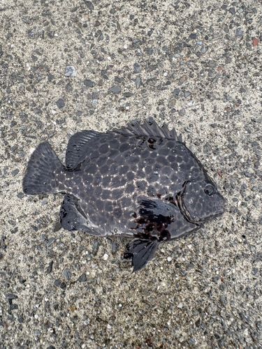 イシガキダイの釣果