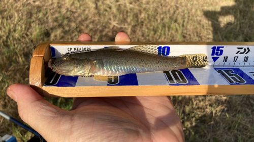 マハゼの釣果