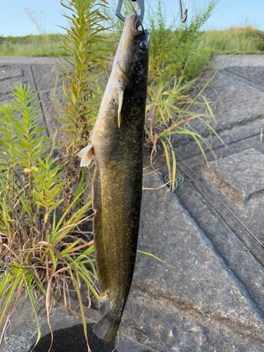 ナマズの釣果