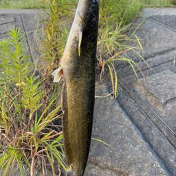 ナマズ