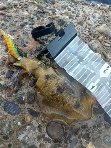 アオリイカの釣果