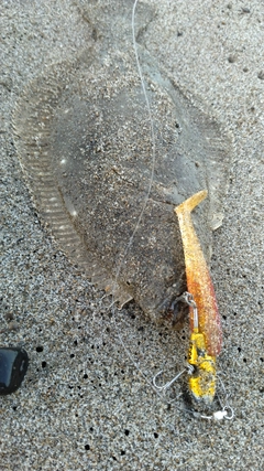 ソゲの釣果