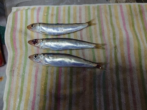 ウルメイワシの釣果