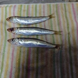 ウルメイワシ