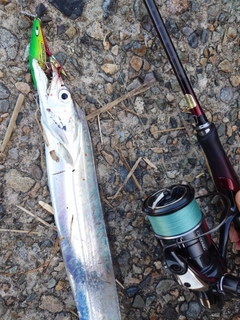 タチウオの釣果