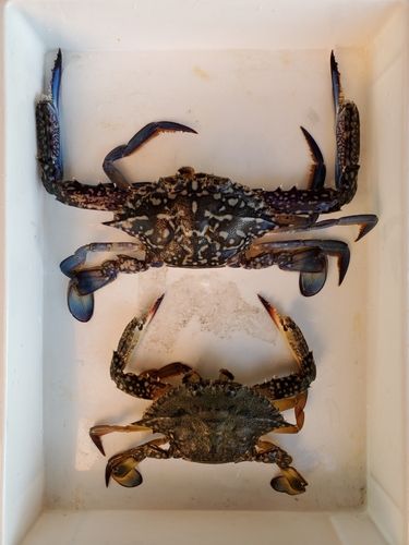 ガザミの釣果
