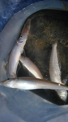 シロギスの釣果