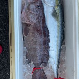 シマハタ