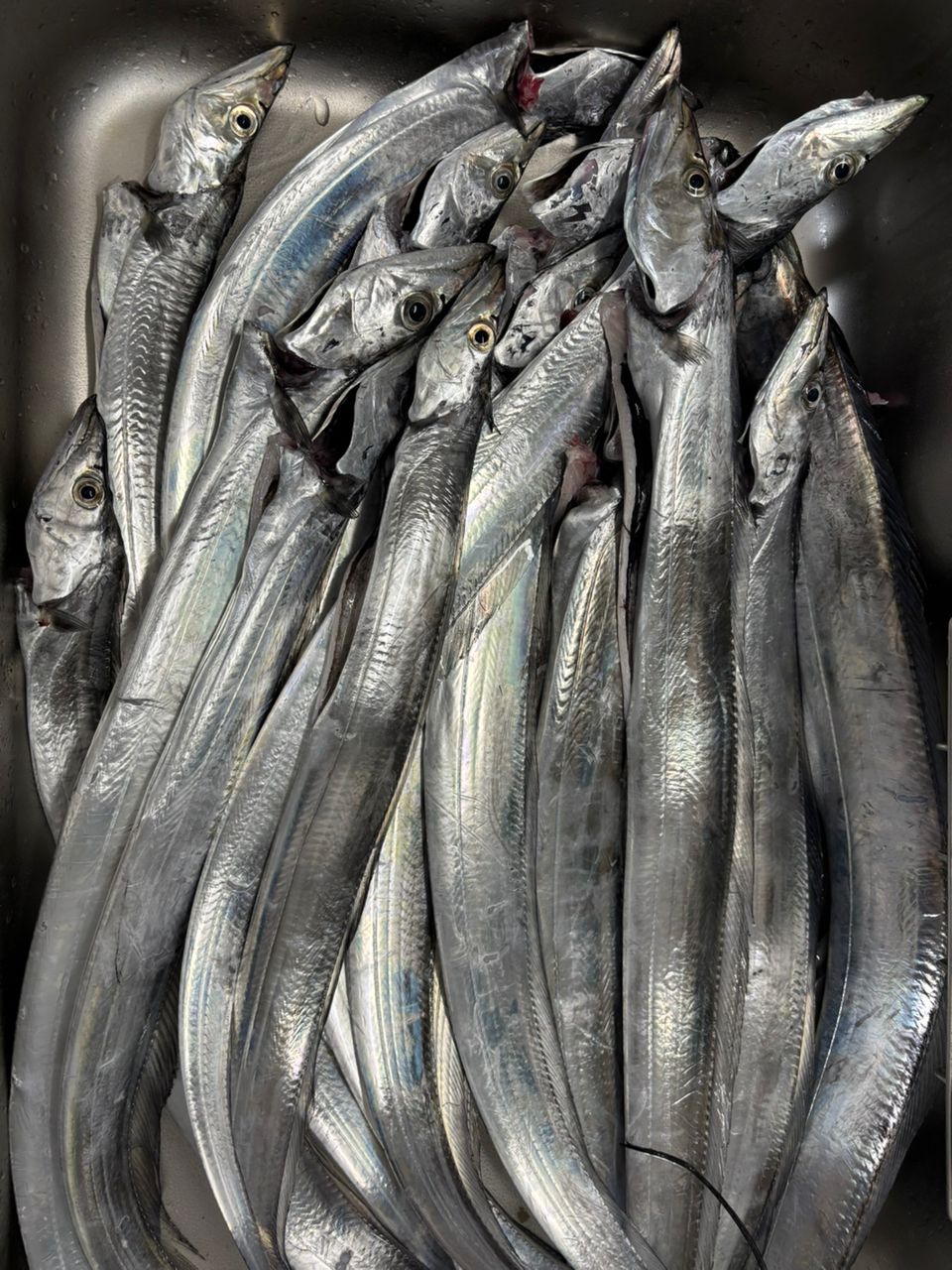 アキ130さんの釣果 2枚目の画像