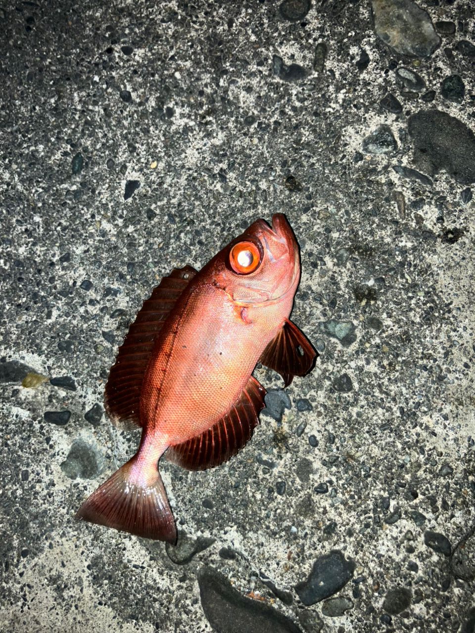 サバ