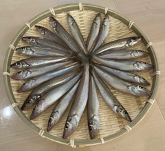 シロギスの釣果
