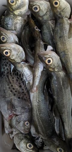 釣果