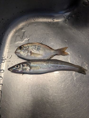 キスの釣果