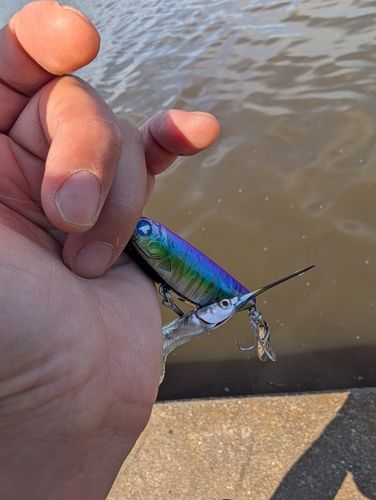 サヨリの釣果