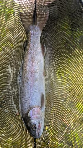 トラウトの釣果