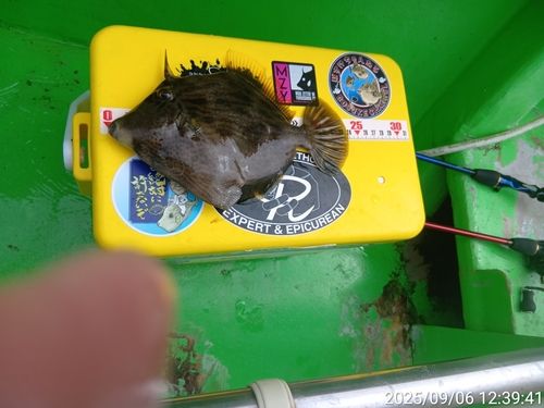 カワハギの釣果