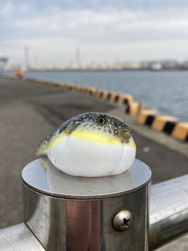 フグの釣果