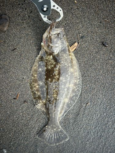 ヒラメの釣果