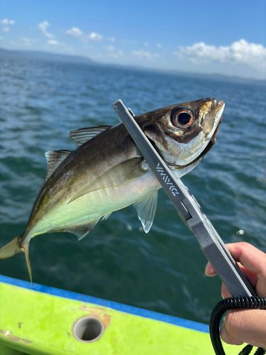 マアジの釣果