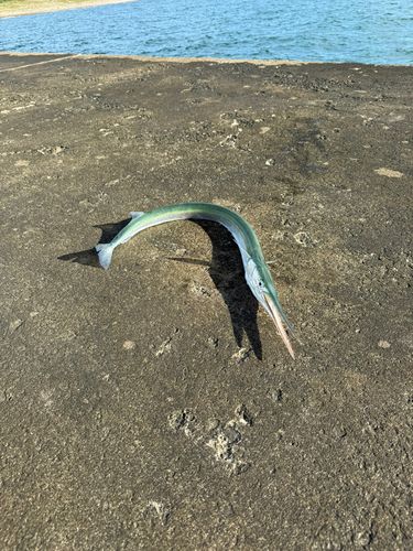 ダツの釣果