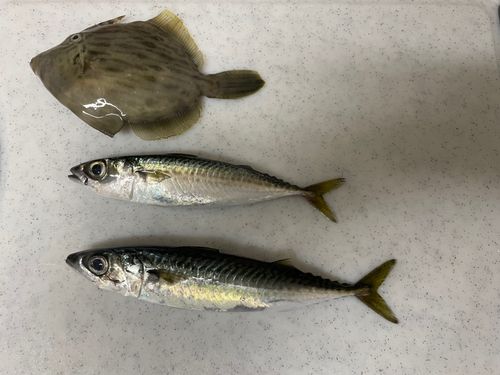 マサバの釣果