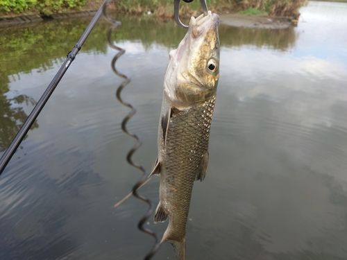 ニゴイの釣果