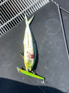 シイラの釣果