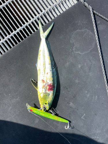 シイラの釣果