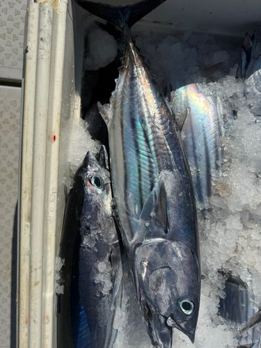 カツオの釣果