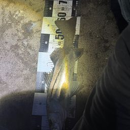 シーバス