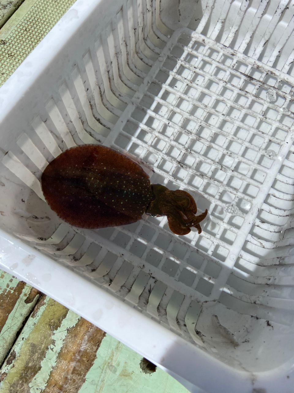 アオリイカ