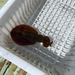 アオリイカ
