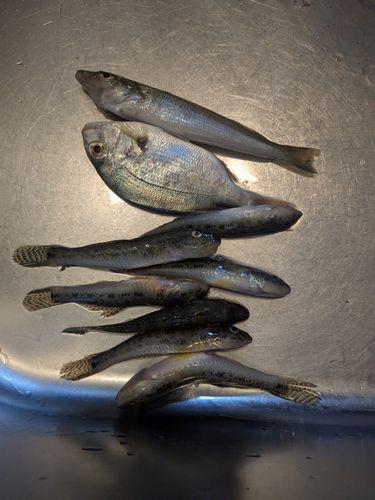 キスの釣果