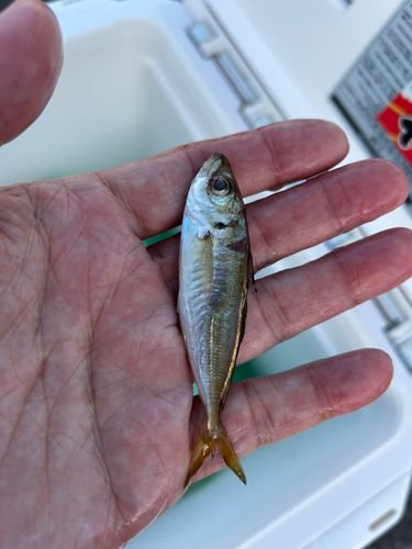 マアジの釣果