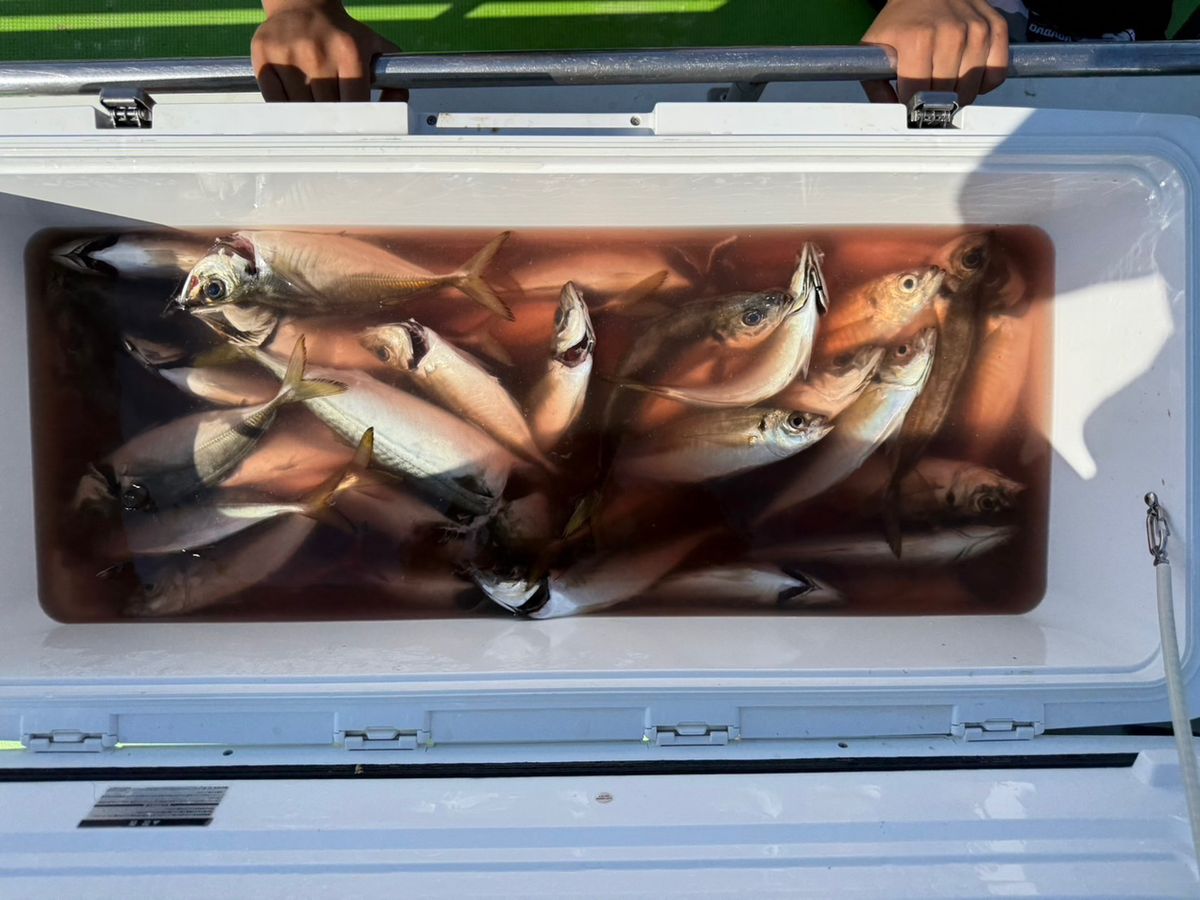 政信丸さんの釣果 3枚目の画像