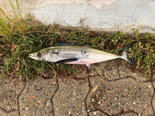 サゴシの釣果