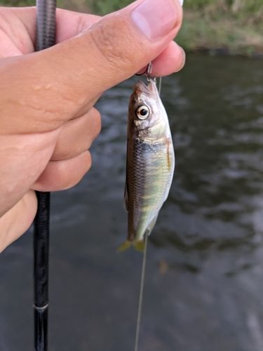 オイカワの釣果