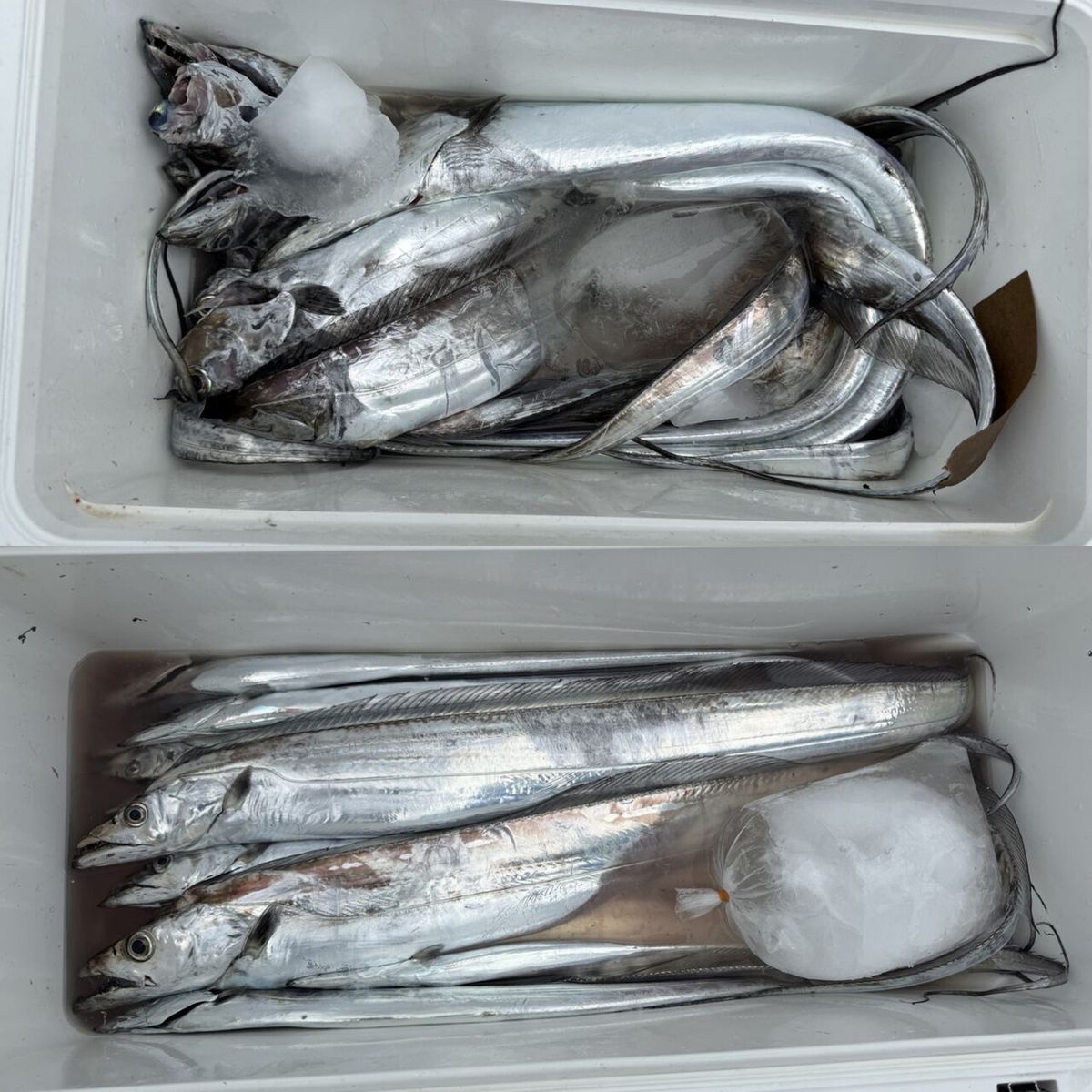 政信丸さんの釣果 3枚目の画像