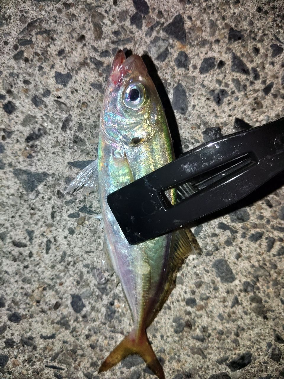 アジ