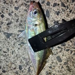 アジ