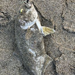 ショゴ