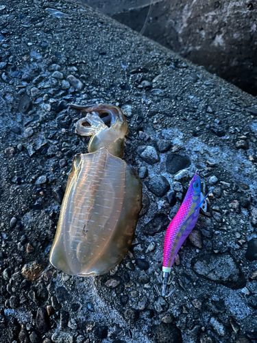 アオリイカの釣果
