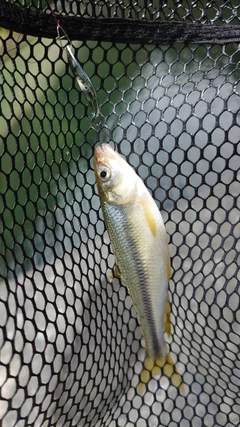 カワムツの釣果