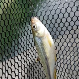 カワムツ