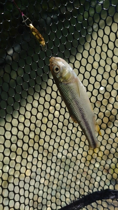 カワムツの釣果