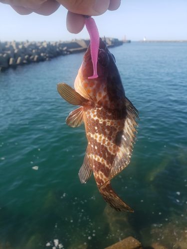 キジハタの釣果